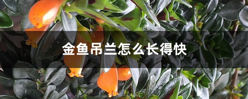 金鱼吊兰怎么长得快 金鱼吊兰怎么长得快