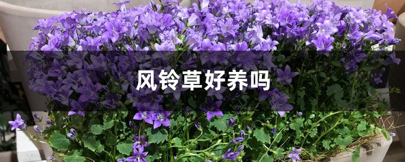 风铃草好养吗 风铃草好养吗