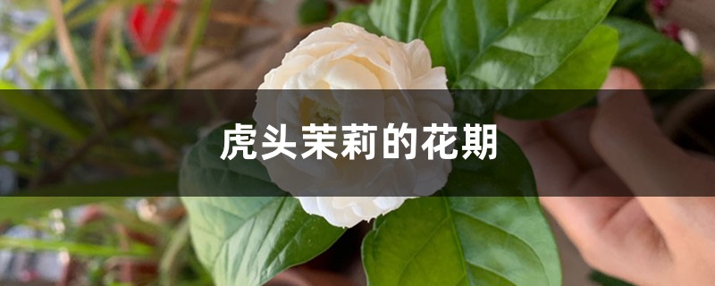 虎头茉莉的花期 虎头茉莉的花期