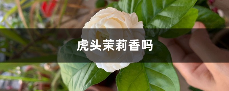 虎头茉莉香吗 虎头茉莉香吗