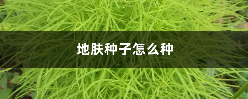 地肤种子怎么种 地肤种子怎么种