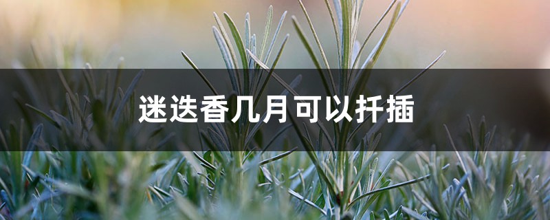 迷迭香几月可以扦插 迷迭香几月可以扦插