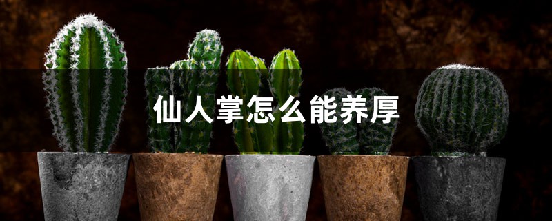 仙人掌怎么能养厚 仙人掌怎么能养厚