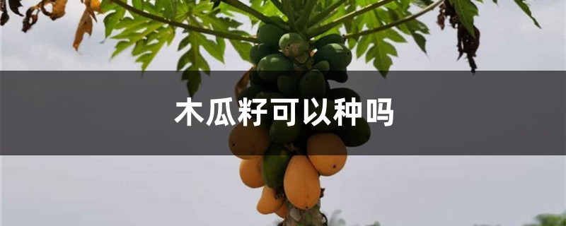 木瓜籽可以种吗 木瓜籽可以种吗
