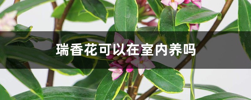 瑞香花可以在室内养吗 瑞香花可以在室内养吗