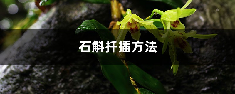 石斛扦插方法 石斛扦插方法