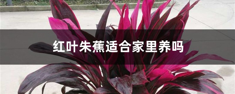 红叶朱蕉适合家里养吗 红叶朱蕉适合家里养吗