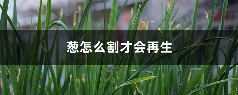 葱怎么割才会再生 葱怎么割才会再生