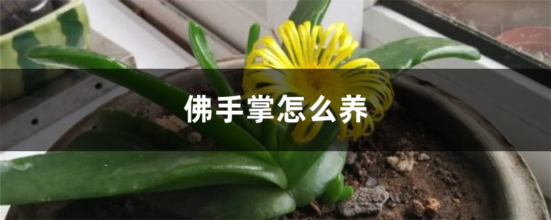 佛手掌怎么养 佛手掌怎么养