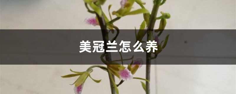 美冠兰怎么养 美冠兰怎么养