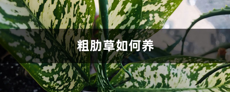 粗肋草如何养 粗肋草如何养