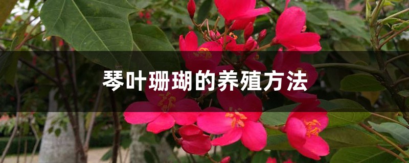 琴叶珊瑚的养殖方法 琴叶珊瑚的养殖方法