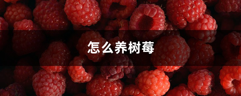 怎么养树莓 怎么养树莓