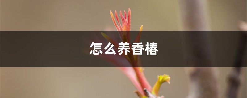 怎么养香椿 怎么养香椿