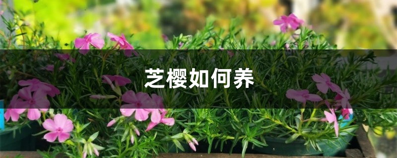 芝樱如何养 芝樱如何养