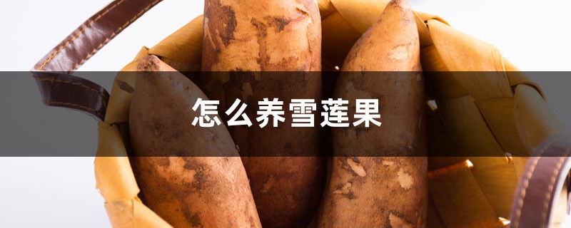 怎么养雪莲果 怎么养雪莲果