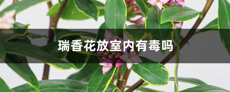 瑞香花放室内有毒吗 瑞香花放室内有毒吗