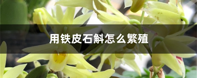 用铁皮石斛怎么繁殖 用铁皮石斛怎么繁殖