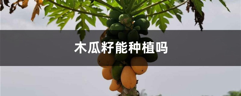 木瓜籽能种植吗 木瓜籽能种植吗