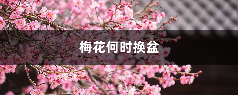 梅花何时换盆 梅花何时换盆
