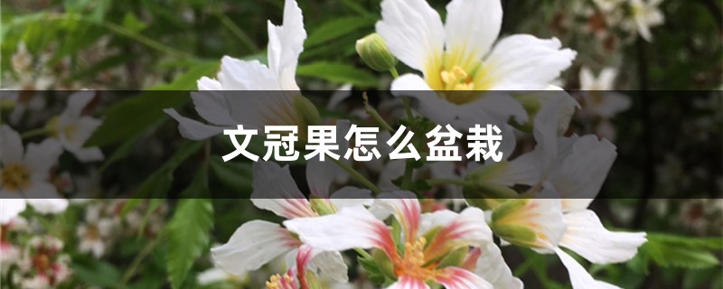 文冠果怎么盆栽 文冠果怎么盆栽