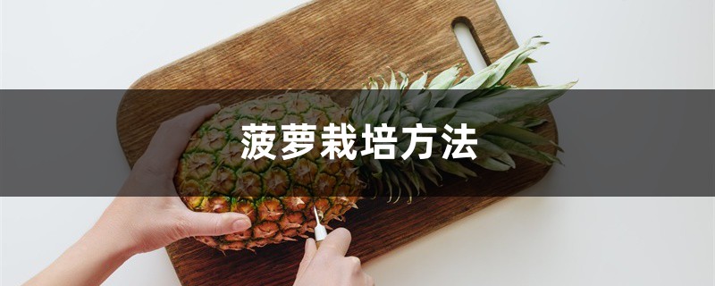 菠萝栽培方法 菠萝栽培方法