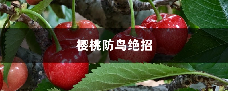 樱桃防鸟绝招 樱桃防鸟绝招