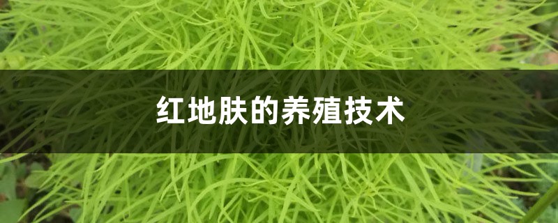 红地肤的养殖技术 红地肤的养殖技术