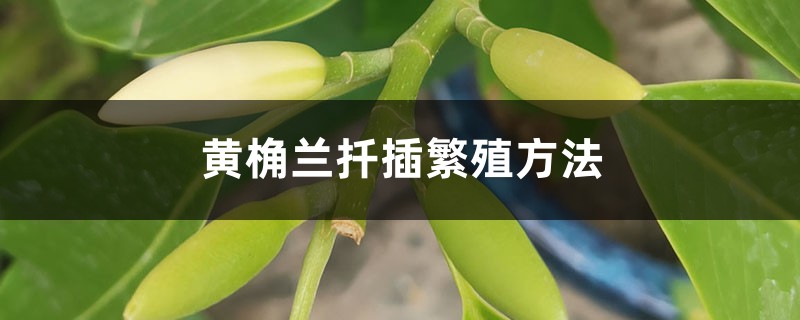 黄桷兰扦插繁殖方法 黄桷兰扦插繁殖方法