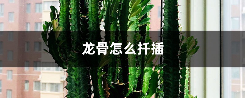 龙骨怎么扦插 龙骨怎么扦插
