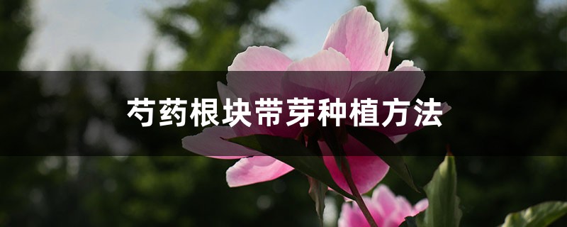 芍药根块带芽种植方法 芍药根块带芽种植方法