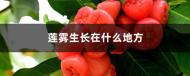 莲雾生长在什么地方 莲雾生长在什么地方