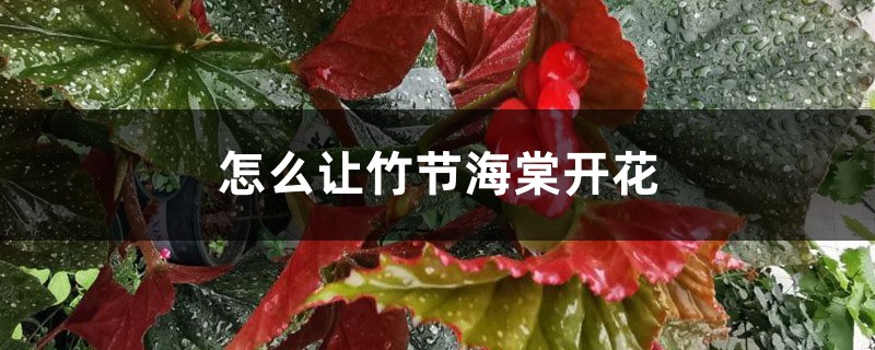 怎么让竹节海棠开花 怎么让竹节海棠开花