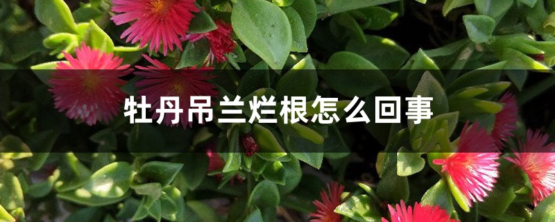 牡丹吊兰烂根怎么回事 牡丹吊兰烂根怎么回事