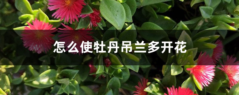 怎么使牡丹吊兰多开花 怎么使牡丹吊兰多开花
