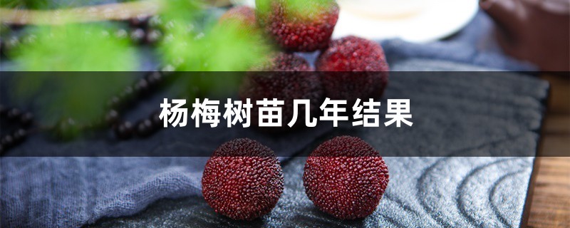 杨梅树苗几年结果 杨梅树苗几年结果