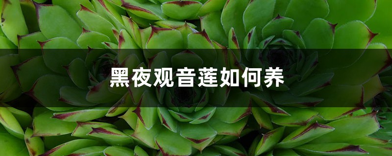 黑夜观音莲如何养 黑夜观音莲如何养