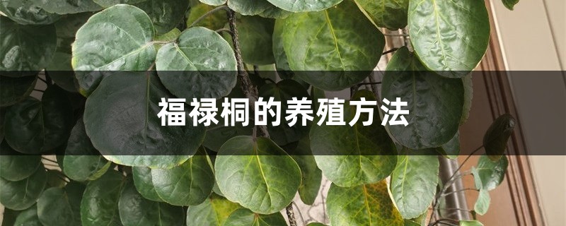 福禄桐的养殖方法 福禄桐的养殖方法