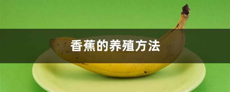 香蕉的养殖方法 香蕉的养殖方法