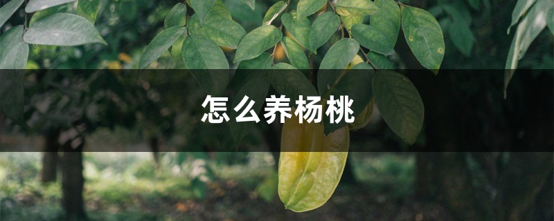 怎么养杨桃 怎么养杨桃