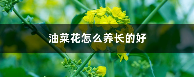 油菜花怎么养长的好 油菜花怎么养长的好