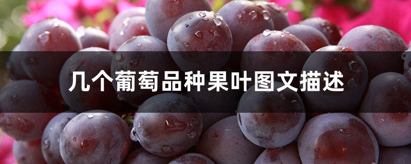 几个葡萄品种果叶图文描述 几个葡萄品种果叶图文描述