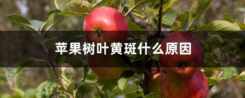 苹果树叶黄斑什么原因 苹果树叶黄斑什么原因