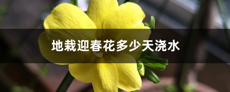 地栽迎春花多少天浇次水 地栽迎春花多少天浇次水