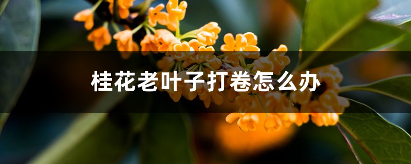 桂花老叶子打卷怎么办 桂花老叶子打卷怎么办