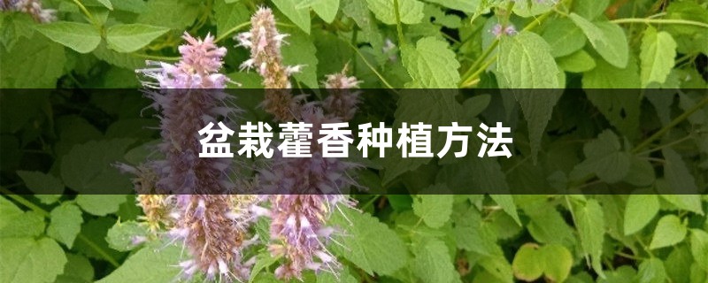 盆栽藿香种植方法 盆栽藿香种植方法