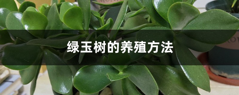绿玉树的养殖方法 绿玉树的养殖方法