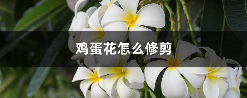 鸡蛋花怎么修剪 鸡蛋花怎么修剪