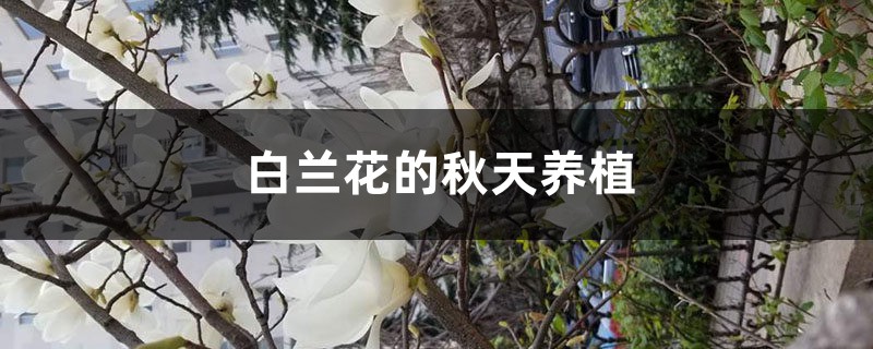 白兰花的秋天养殖 白兰花的秋天养殖