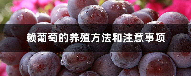 赖葡萄的养殖方法和注意事项 赖葡萄的养殖方法和注意事项